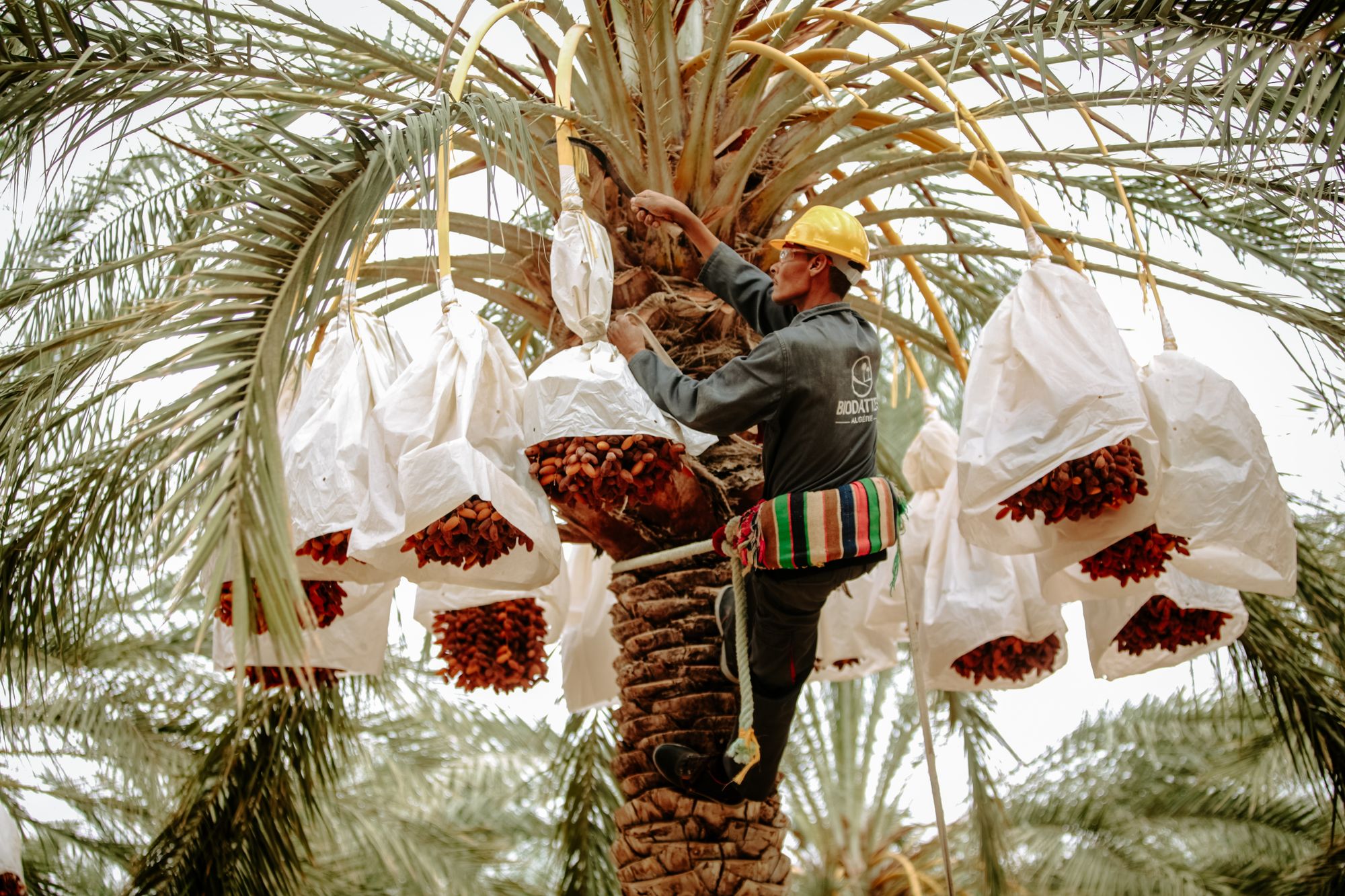 Date palms in Jahrom representing Iranian dates export markets