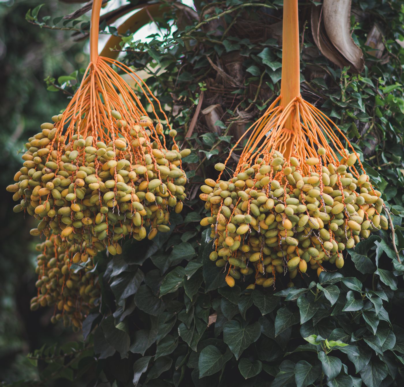 Mazafati dates