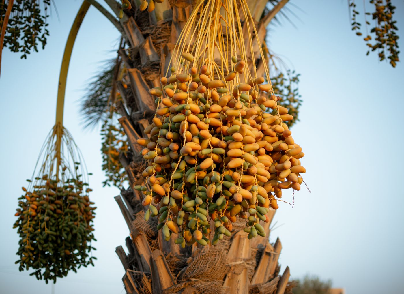 Shahani dates