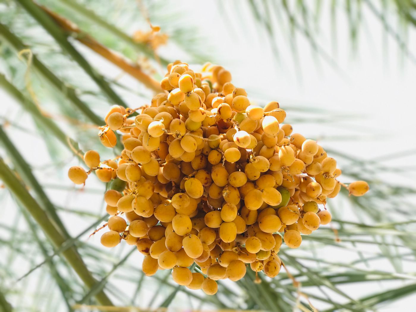 Zahedi dates